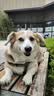 普安特宠物狗狗驱虫药犬非泼罗尼体内外一体犬虱跳蚤爱滴克+内驱 实拍图