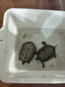 森森南极磷虾龙鱼饲料血鹦鹉鱼粮罗汉发财鱼食虾干乌龟粮 1升装 晒单实拍图