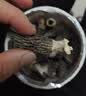 十月稻田羊肚菌 50g 云南产 菌菇汤包 鸡汤煲汤火锅食材 菌菇干货 实拍图
