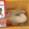 湘佳【金鸡报福】气调土著黄公鸡1.3kg 实拍图