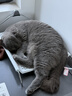 网易严选全价猫粮4.0成幼猫三文鱼亮毛养胃深海鱼虾1.8kg*4袋【宠物金选】 实拍图