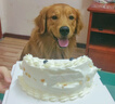 麦富迪狗狗零食大礼包1.24kg 汪汪解馋礼盒成幼犬训练宠物零食 实拍图