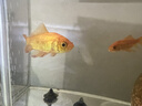 坤宁王 鱼缸水质净化剂养鱼用水质清澈剂除腥臭味电解生物酶鱼缸净水剂 实拍图