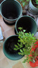 九千谷花盆加仑盆 园艺种植家用塑料花盆兰花盆带托盘24*24cm3个装5082 实拍图