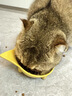 皇家成猫猫粮 肠道舒适 EP42通用粮12月以上2KG 实拍图