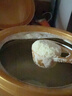 飞鹤臻爱倍护3段 婴幼儿奶粉  乳铁蛋白 900g 【150倍双核亲护】 3段 900g 6罐 实拍图