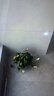 年宵花【热销款】白掌一帆风顺盆栽水培植物绿植过年装饰摆件年货 【店主推荐】特级白掌6-8株带花+早安盆+营养液 实拍图