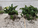 京东绿植绿萝盆栽除甲醛花卉绿植办公室新房净化空气180加仑2盆装源头直 实拍图