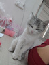 麦富迪猫罐头 barf霸弗主食猫罐头猫咪零食湿粮成猫呵护泌尿100g*12罐 实拍图
