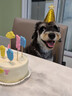 果思萌 宠物狗狗生日猫咪蛋糕手工自制泰迪金毛柯基宠物零食定制含头像 4寸鸭肉（含头像） 实拍图