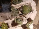多肉植物带盆绿植花卉盆栽贵货老桩群生玉树玉露仙人掌肉 10颗多肉植物+木栅栏盆+土 晒单实拍图