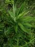 葵花儿童泡澡药包艾草叶宝宝药浴包婴幼儿中药泡脚药包足浴调理脾胃 实拍图