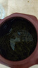 张一元茉莉花茶茉莉香雪特级50g袋装浓香花茶 实拍图