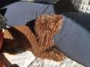 诺瑞狗粮成犬10kg天然厨房牛肉口味成犬粮泰迪柯基金毛拉布拉多德牧粮 天然厨房牛肉味成犬粮10kg 实拍图