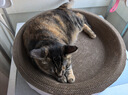 疯狂的主人圆形猫抓板窝耐磨不掉屑猫窝一体猫咪抓盆超大号抓不烂猫爪板耐抓 实拍图