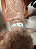 HELLOJOY猫咪驱虫项圈狗狗猫宠物狗猫圈除跳蚤猫猫幼猫小猫小狗体外去跳蚤 晒单实拍图