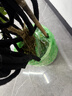 叹为观止大型植物发财树各种大颗盆栽开业乔迁客厅办公室内好养大型花卉 摇钱树【1.5-1.7米】 含盆 实拍图