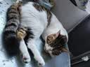 玫斯（metz）猫粮无谷天然猫粮成猫幼猫全阶段鲜肉孕猫全价奶糕猫粮 玫斯无谷鲜肉全猫粮10KG 实拍图