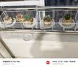 多肉小盆栽仙人球绿植带盆办公室桌面室内植物名贵仙人掌幼儿园礼 橙梦露+D112盆（送铺面石+肥料+土） 实拍图