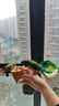 开元鹦鹉奶粉 升级版鸟粮小鸟手养鹦鹉雏鸟饲料营养乳粉幼鸟食 实拍图