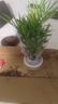 水培植物绿植盆栽室内客厅办公室桌面小盆景花卉绿萝发财树好养活 【袖珍椰子】+简欧透明吸水盆 实拍图