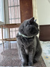 甜浪海猫咪精油项圈狗狗防护项圈猫铃铛围脖颈圈猫狗圈项链配饰宠物用品 实拍图