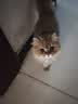 麦斯蒂宠物猫咪零食猫罐头鸡丝金枪鱼浓汤补水成幼猫营养湿粮 85g*8罐 实拍图