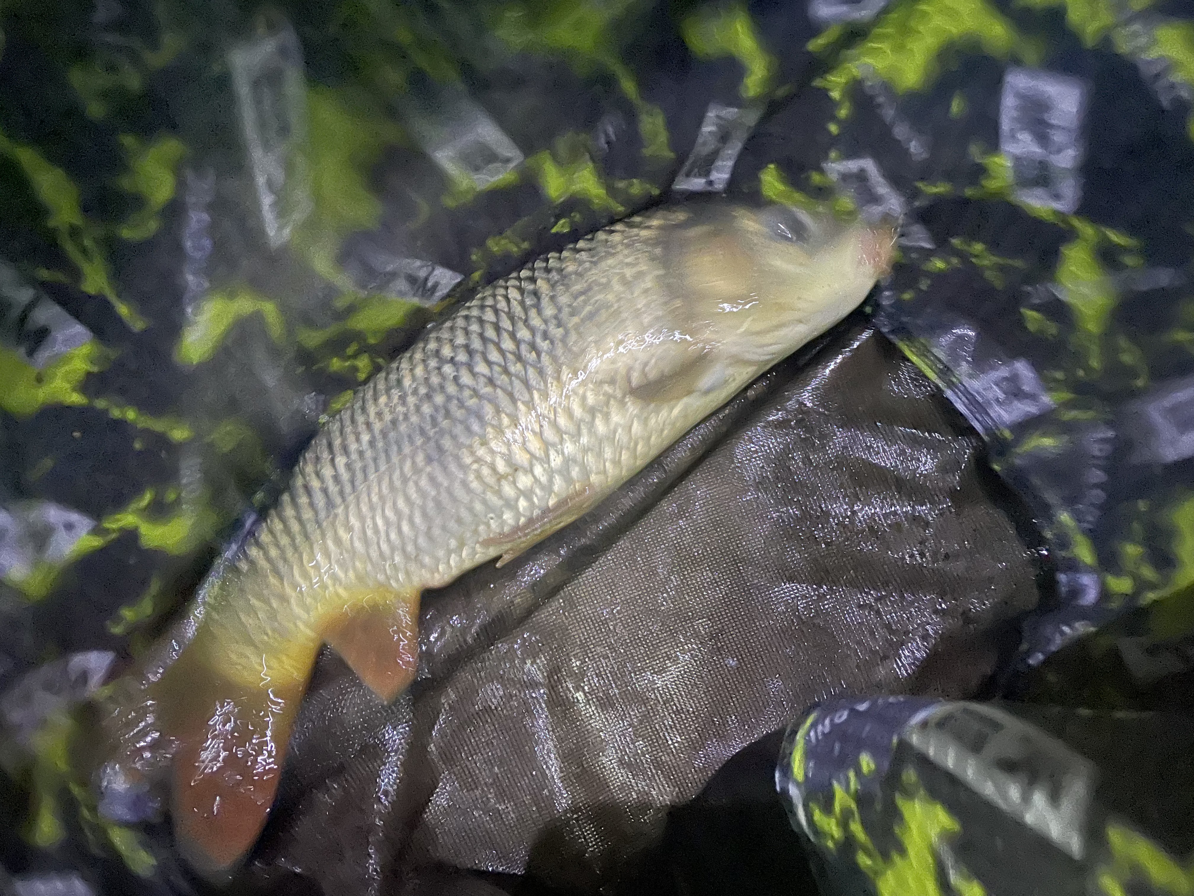 佳钓尼（JIADIAONI）抄网头不挂钩超轻铝合金钓鱼抄鱼网兜一体成型 45cm 实拍图
