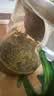 一杯香茶叶2026新茶云雾绿茶500g明前春茶毛尖日照足嫩芽自饮散茶自己喝 【口粮正装】500g 实拍图