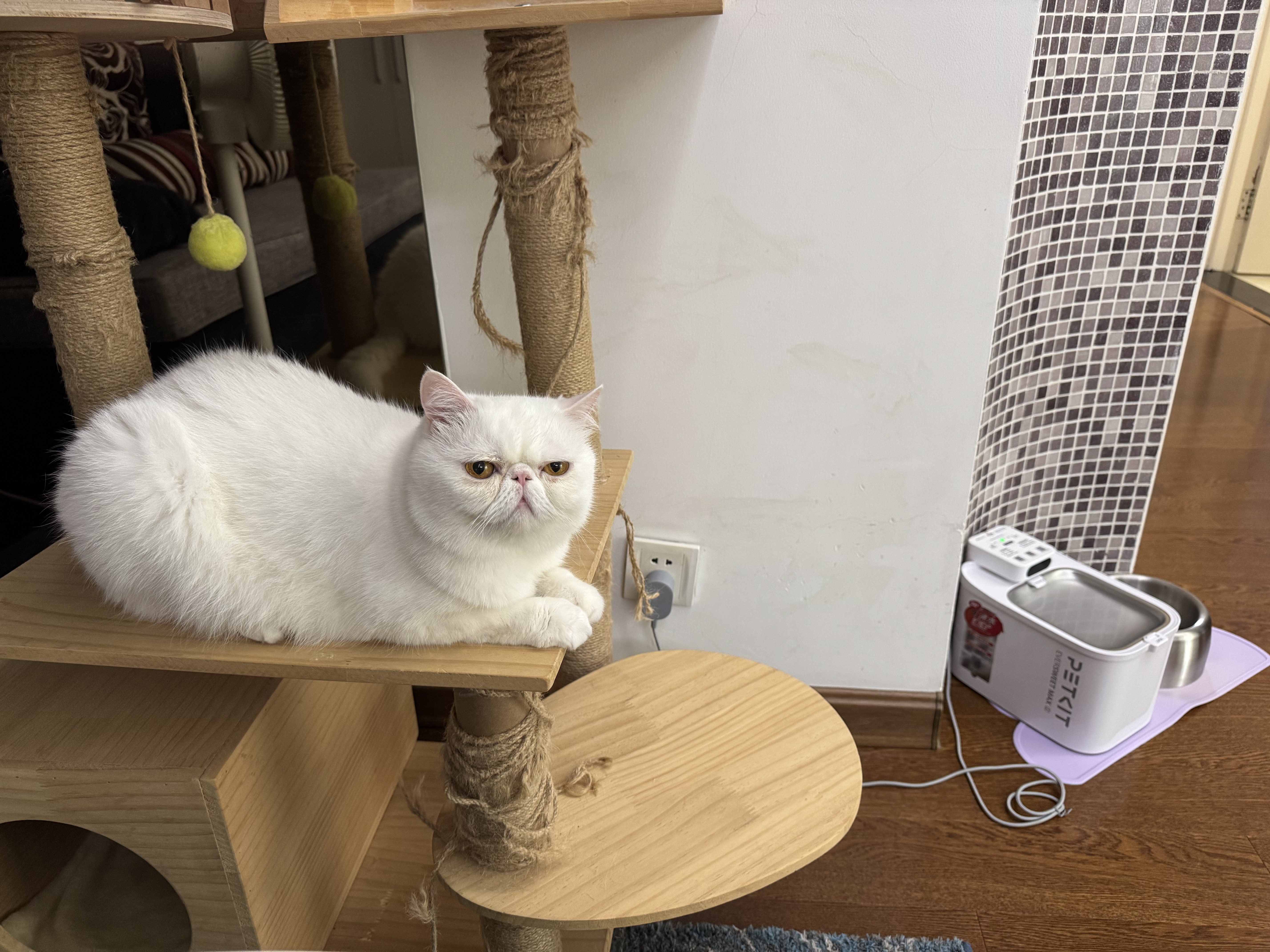 猫宅一生 猫冻干猫零食 猫咪冻干零食 原切冻干鸡肉粒鸭肉粒鹌鹑蛋黄 高蛋 冻干鸡肉粒 实拍图