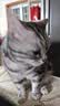 麦富迪猫零食猫冻干猫咪零食冻干桶成幼猫通用冻干磨牙零食 3罐（鸡胸肉+鸭胸肉混合装） 实拍图