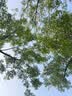 Naturehike挪客孤舟超轻秋千吊床 户外露营防侧翻野外野营单人家用公园双人 双人-孔雀蓝(织带款） 实拍图