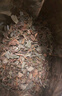 弘礼堂鱼腥草500克 鱼腥草茶草干泡水凉茶 鱼腥草折耳根代茶饮中药材 实拍图