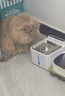 小甜橙猫咪饮水机无线智能宠物饮水机自动喝水器锂电池循环水电分离循环 实拍图