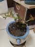 玫瑰花苗老桩绿植物盆栽月季蔷薇老根室内外阳台庭院特大花卉四季 10金镶玉（老桩苗四季开花） 实拍图
