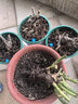 玫瑰花苗老桩绿植物盆栽月季蔷薇老根室内外阳台庭院特大花卉四季 54红龙（老桩爬藤苗四季开花） 实拍图