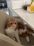 美士成猫尝鲜礼包主食级（冻干双拼猫粮100g*2+国产爆珠餐盒75g*1） 实拍图