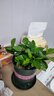 开时果 栀子花盆栽浓香型大花苗 四季懒人好养植物室内阳台庭院耐热花卉 加仑盆【90#栀子花】 实拍图