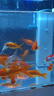 森森 小鲤鱼缸过滤器净水循环三合一内置水族箱过滤系统XQP-500F 6W 实拍图