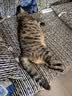 麦富迪猫罐头 barf霸弗主食猫罐头湿粮幼猫奶糕呵护泌尿鲜鸡肉85g*12罐 实拍图