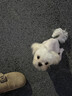皇家狗粮 幼犬奶糕幼犬狗粮宠物中型犬MES30 全价犬粮 ≤2月 4KG 实拍图