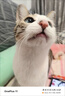 猫容德文卷毛猫衣服无毛宠物背心空调服高弹薄款猫猫咪春夏天睡衣服 活力橙 XS(1-2斤) 实拍图