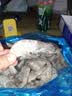 GUO LIAN国联盐冻大虾净重3斤75-90只 50/60 南美白对虾生鲜海鲜 实拍图