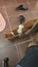 好主人猫粮 理想体态成猫粮全价天然猫粮高蛋白亮泽皮毛肠胃呵护营养粮 【超值囤货】经典成猫粮20斤 实拍图