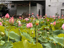心相印【樊振东推荐】绒立方厨房卷纸85节*6粒12倍吸油锁水厨房专用纸巾 实拍图