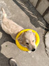 好主人狗粮 全犬种通用幼犬粮2.5kg泰迪金毛拉布拉多比熊天然粮5斤/20斤 全犬种幼犬粮10斤 实拍图