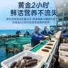 大鲜田大连有机即食海参3斤/16-21只固形物超85%辽刺参滋补礼盒源头直发 实拍图