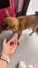 HELLOJOY狗狗零食宠物泰迪金毛幼犬成犬训练奖励 营养牛肉粒2.7斤 实拍图