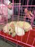 LEGENDSANDY蓝氏猫粮生鲜猎鸟鲜乳鸽生骨肉冻干高蛋白全价成猫粮幼猫通用型 一袋猫粮两只乳鸽丨猎鸟乳鸽丨4.5kg 实拍图