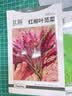 北蔬红苋菜种子苗尖叶抗热四季栽蔬菜种籽 红柳叶苋菜种子10g约7000粒 实拍图